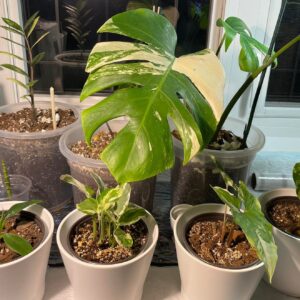 3 Day Challenge (The Secrets Of Rooting Plants Fast And Prevent Them From Root Rot)